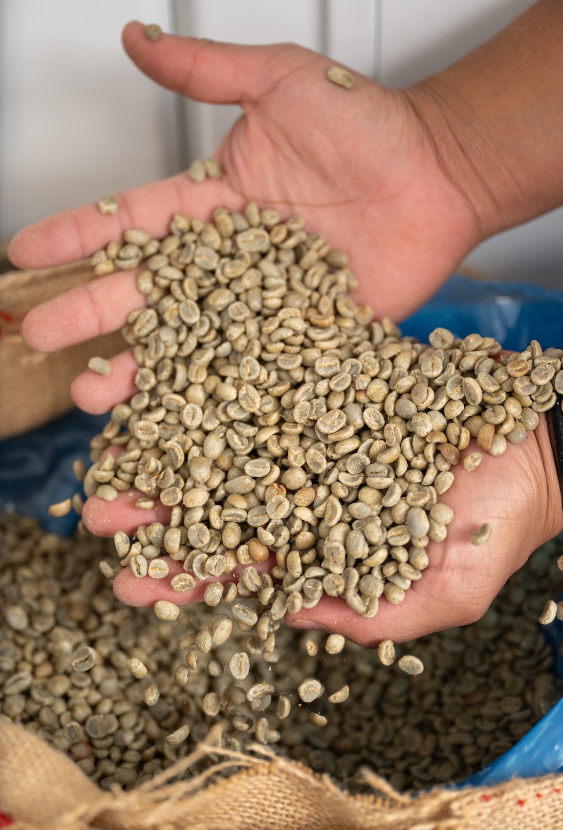 Miguel Mendieta scoops up a handful of Guatemalan coffee beans that have yet to be roasted. 