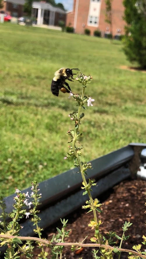 Bee Polinator