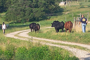 Moving cattle to a new pasture