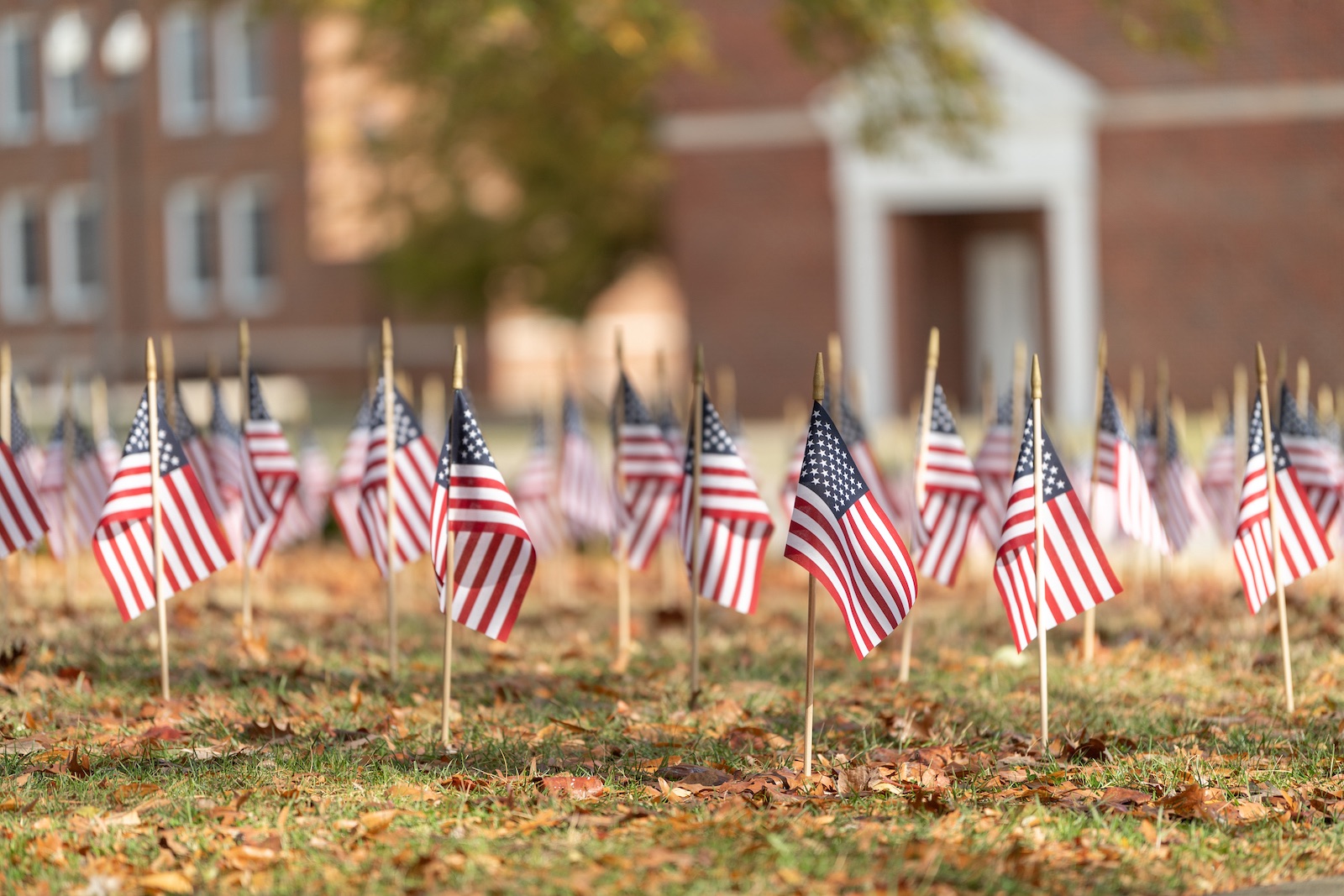 Flags are placed around Tech's campus in honor of Veterans Day.
