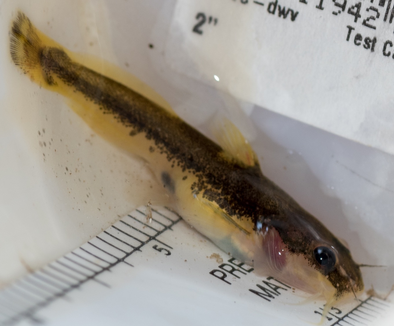 Tech alumni and faculty study rare catfish in Tennessee rivers