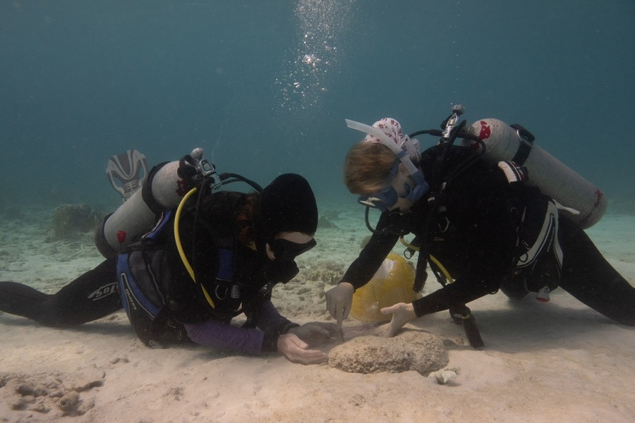 Carla Hurt and Kristin Hultgren dive for pistol shrimp. 