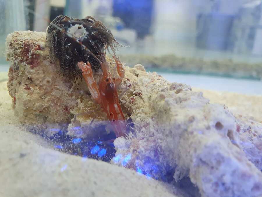 A pistol shrimp picks up it's sea anemone home