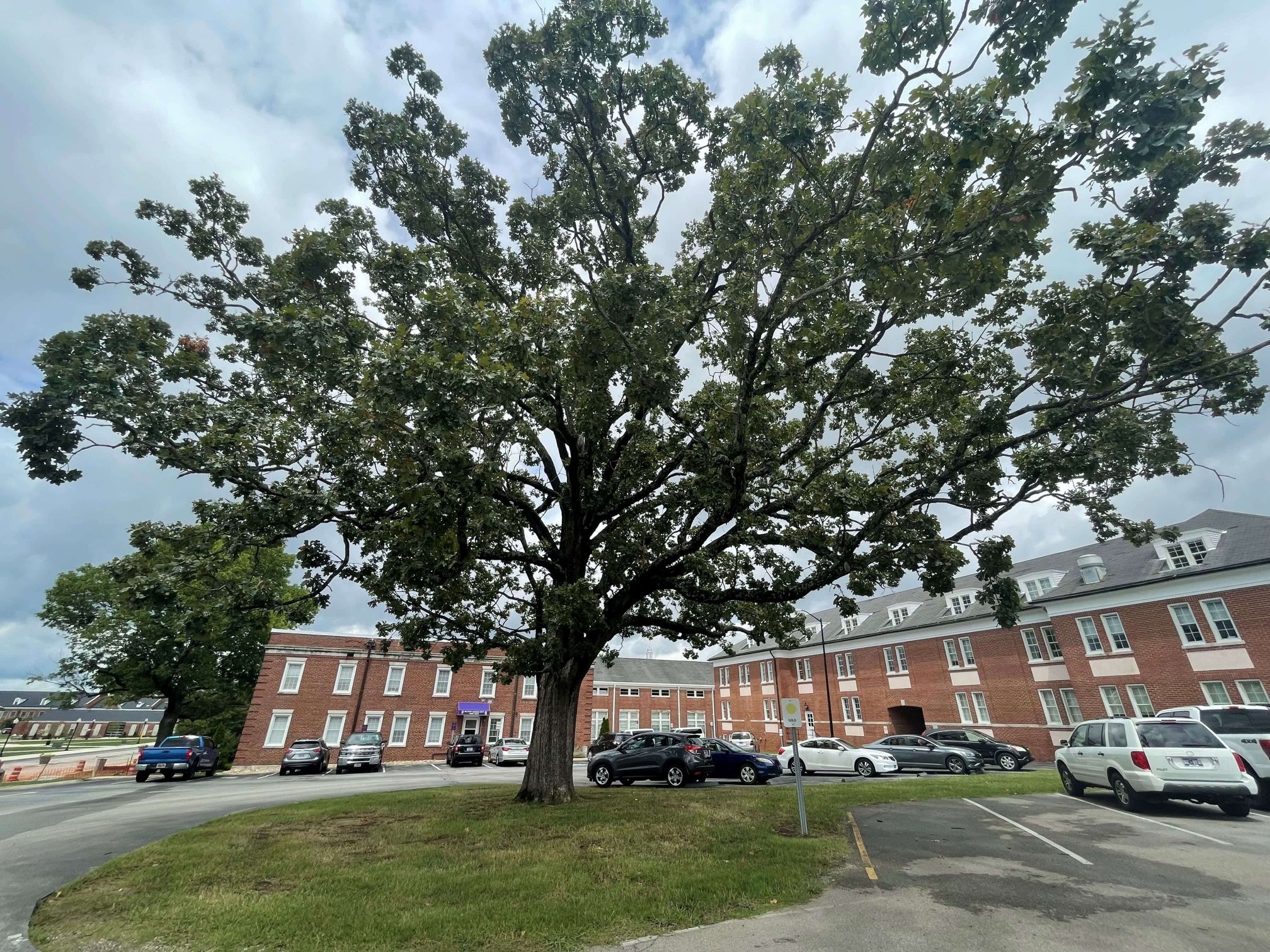 The post oak by the ROTC building