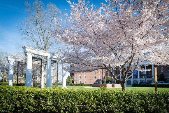A photo of a white pergola and blooming dogwood tree on the on the plaza outside of Roaden University Center