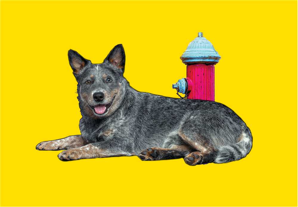 A graphic of a blue heeler in front of a fire hydrant