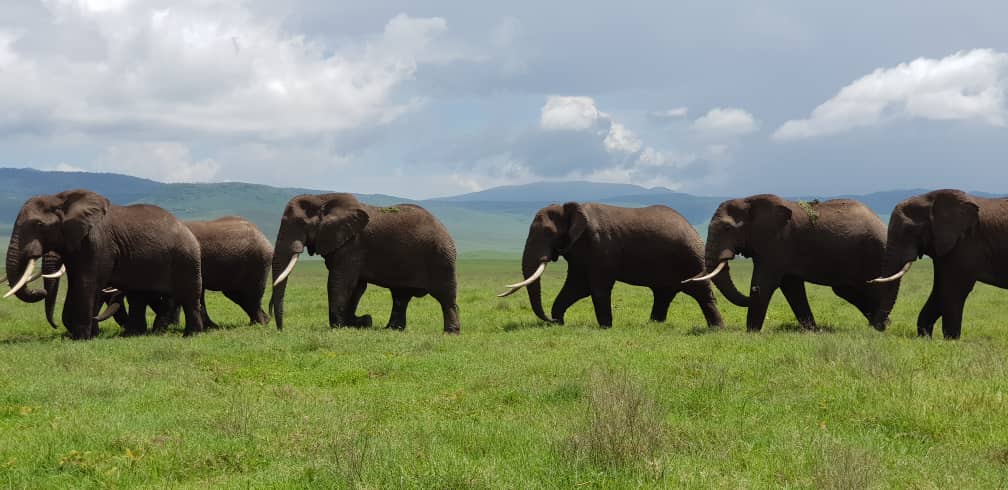 A herd of elephants walk across a grassy plain