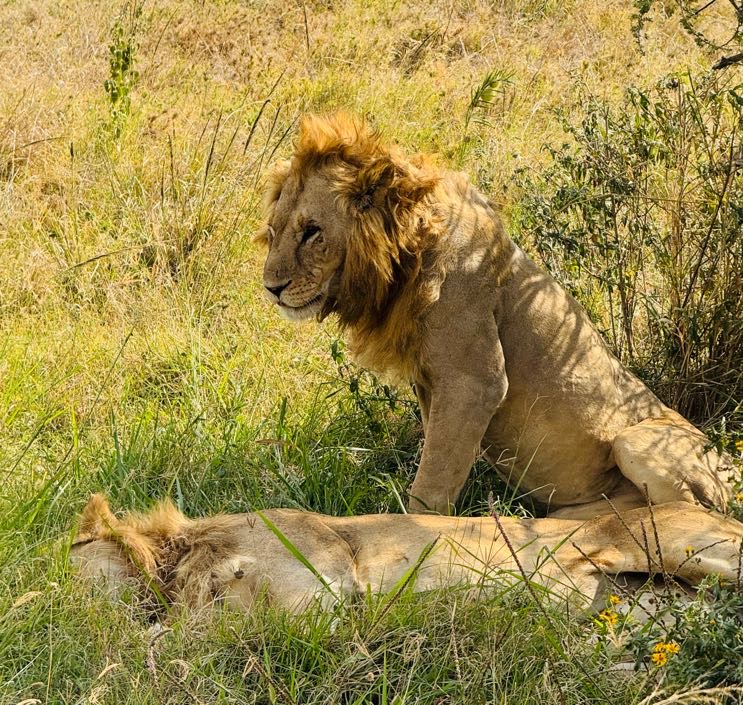 lion and lioness laying in grass