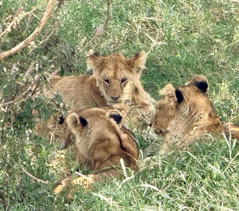 lioness and babies laying down