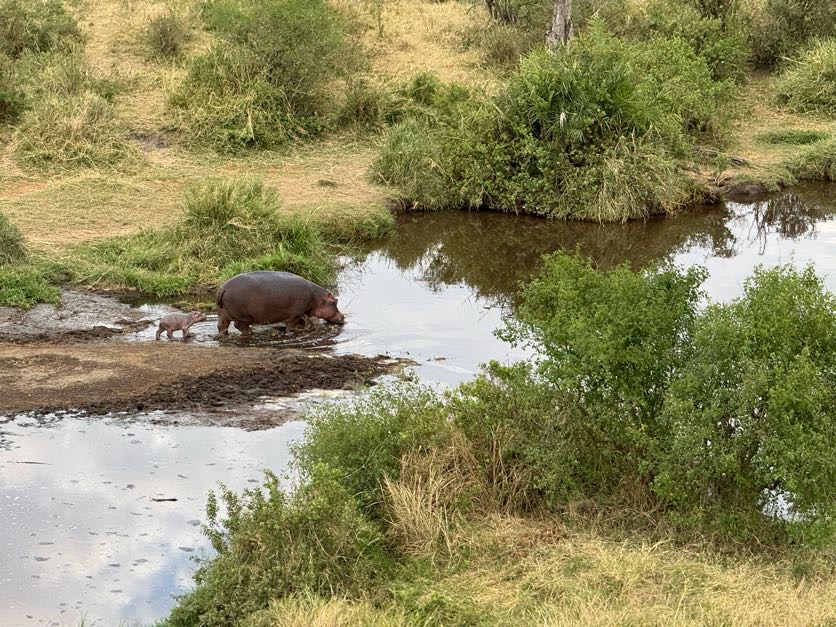 hippo and baby at water