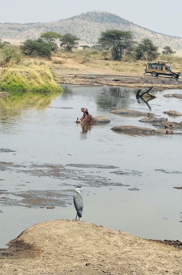 hippo in water with mouth open