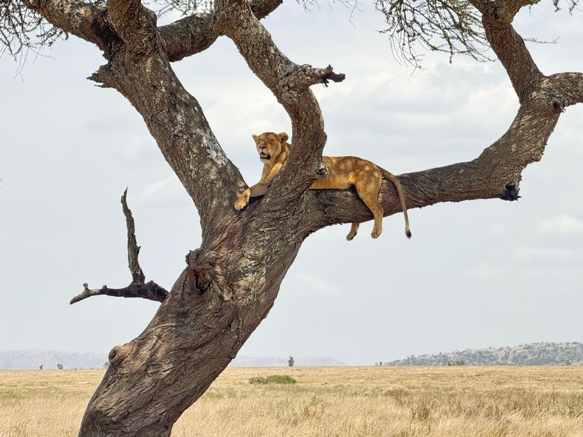 lioness in tree