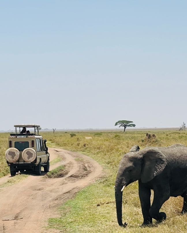 elephant and jeep