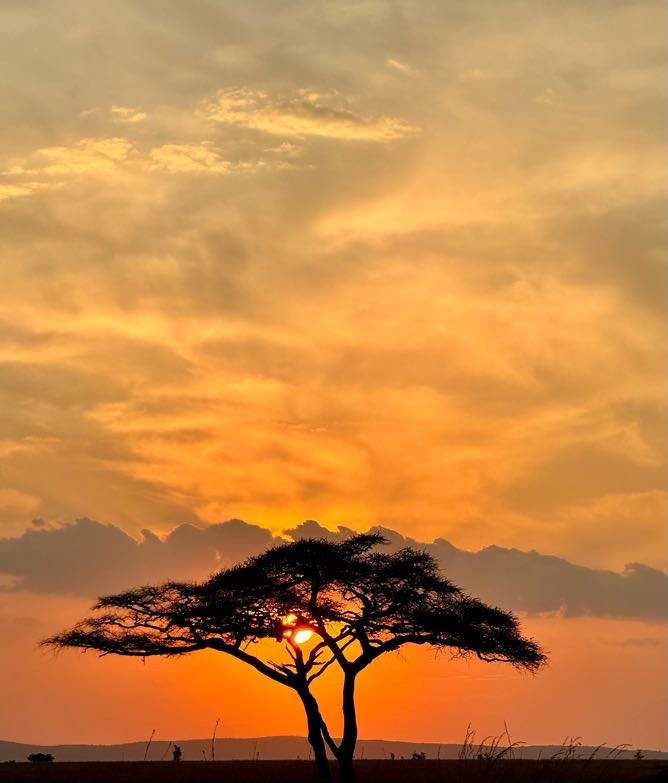 tree with sunset behind