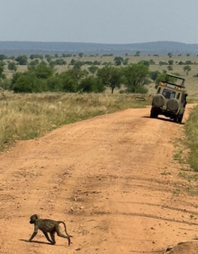 monkey and jeep on dirt road