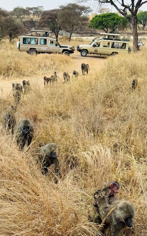 baboons walking across field