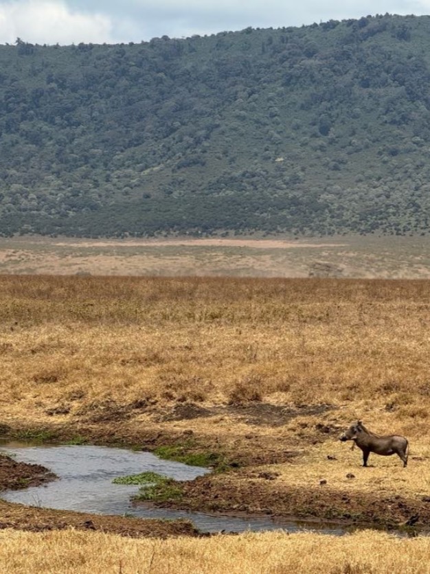wildebeest standing near water