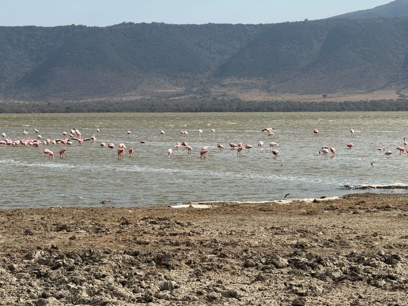 flamingos standing in water