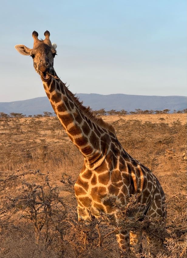 giraffe eating grass