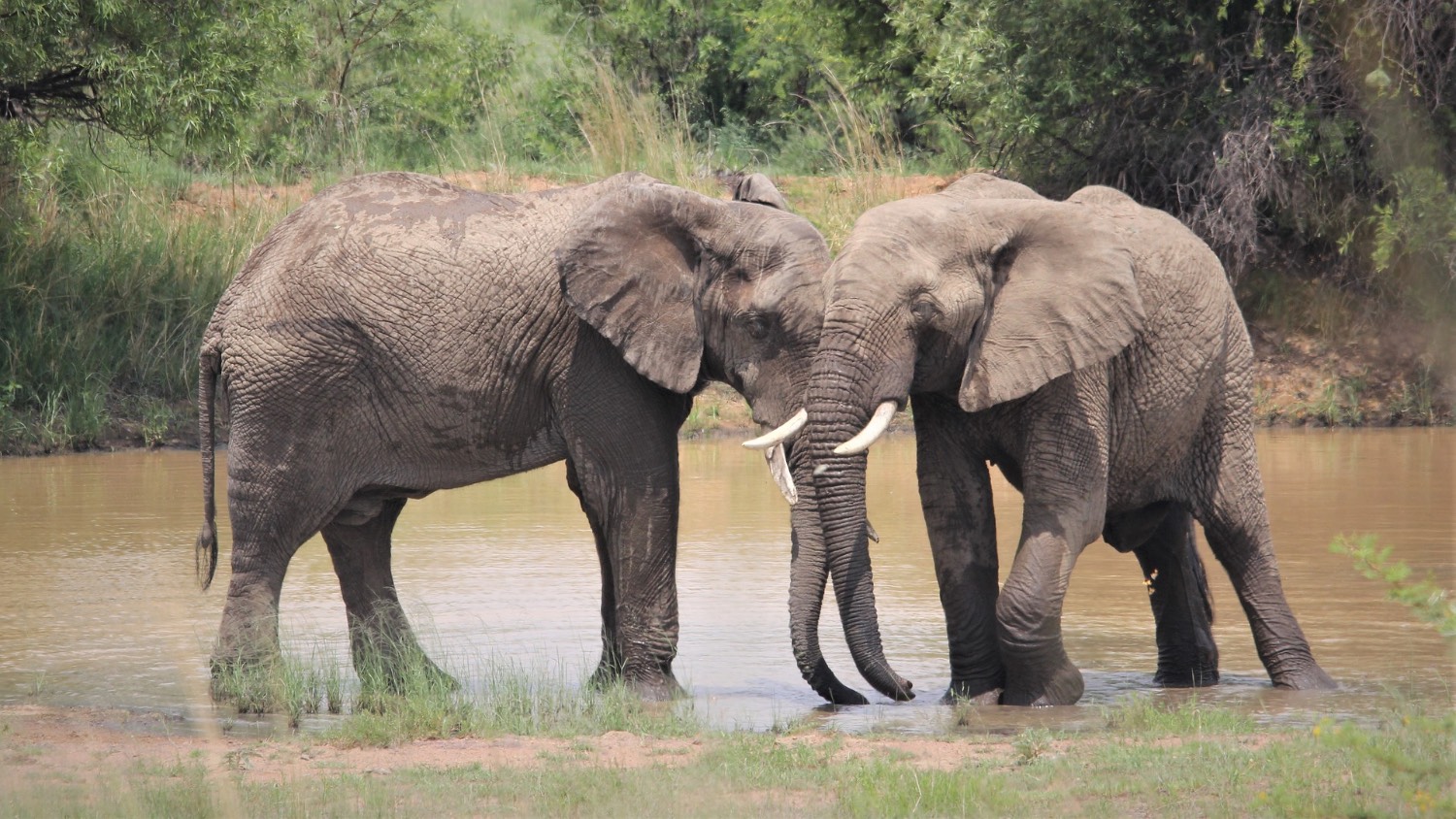 two elephants standing in field