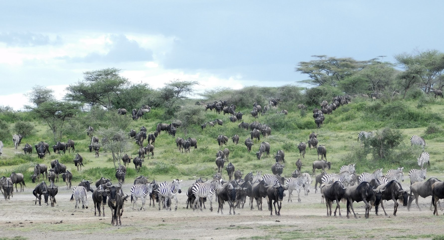 animals in the Serengeti