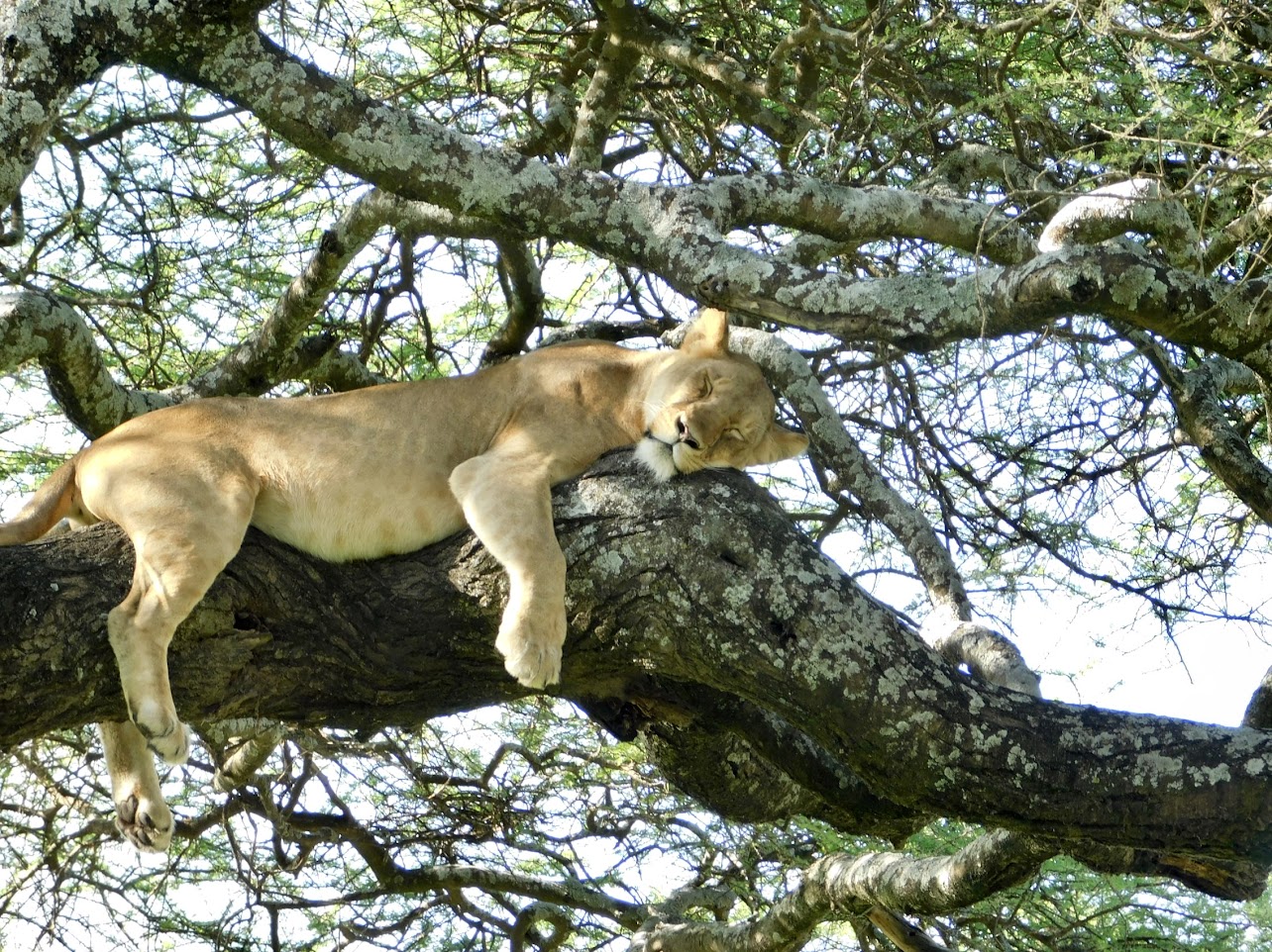 a lioness in a tree
