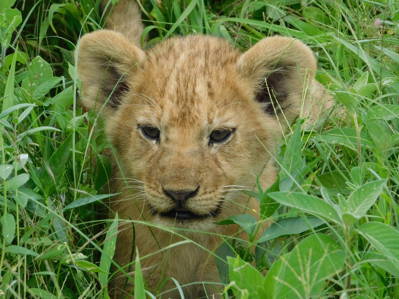 a lion cub in grass